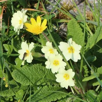 Primrose and Lesser Celandine