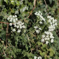 Cow Parsley