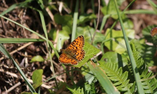 Small Pearl Bordered Fritillary Butterfly