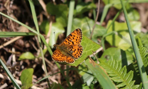 Small Pearl Bordered Fritillary Butterfly