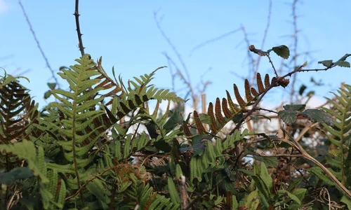 Polypody on Cornish hedge