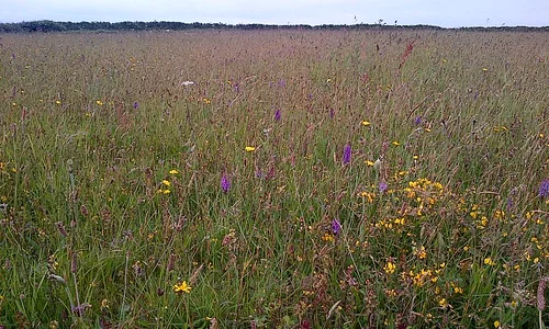 Tehidy meadows (wildflower seed collection site).webp