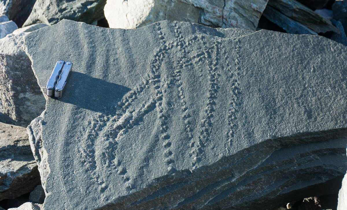 Ichnofossils found at Union Glacier made by trilobites