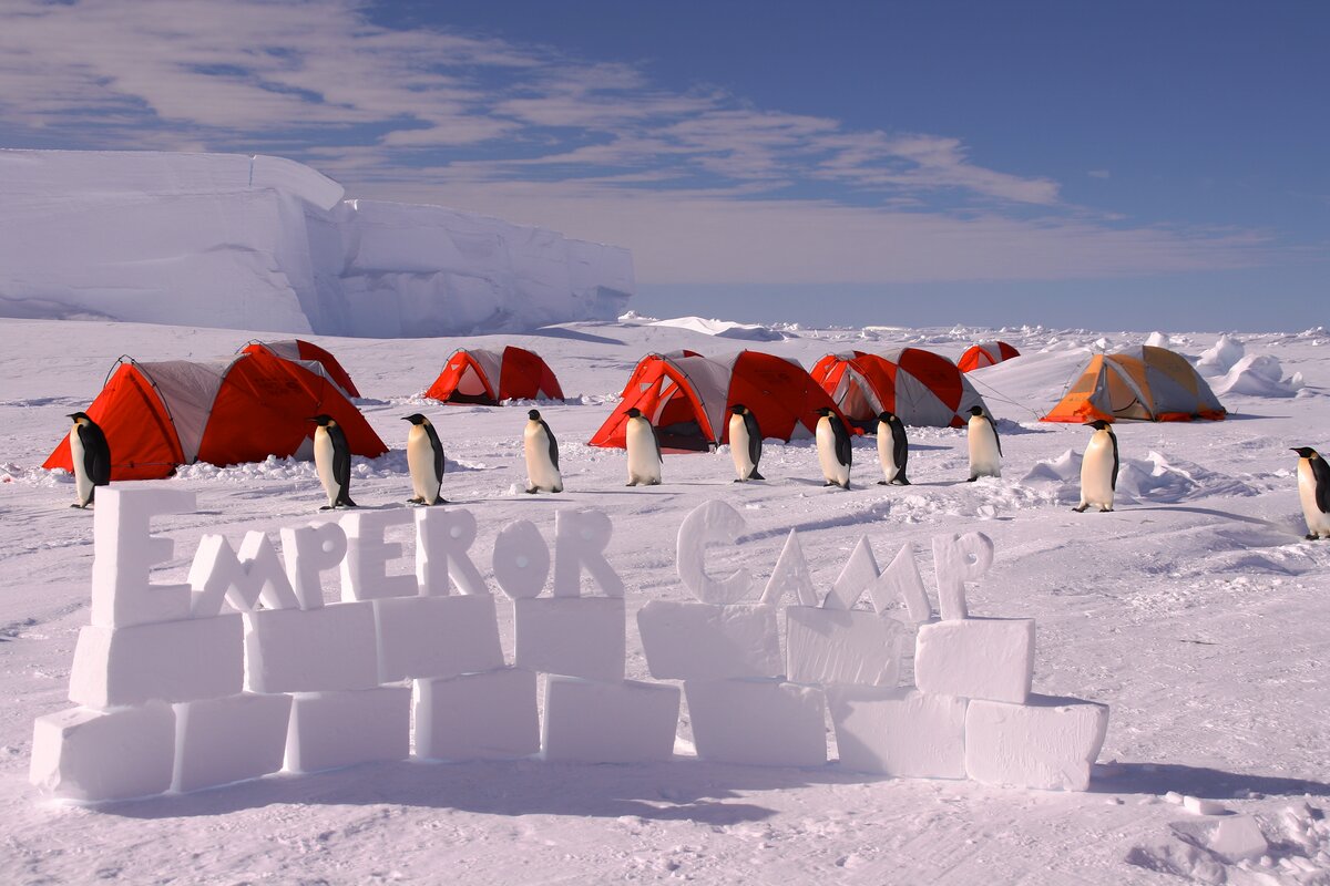 Emperor penguins come to inspect ALE's camp