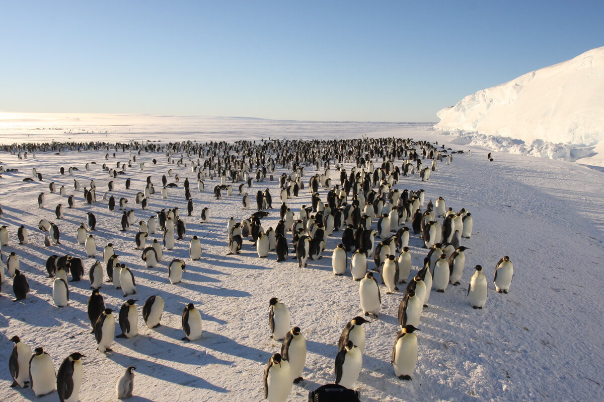 Emperor penguin colony from above