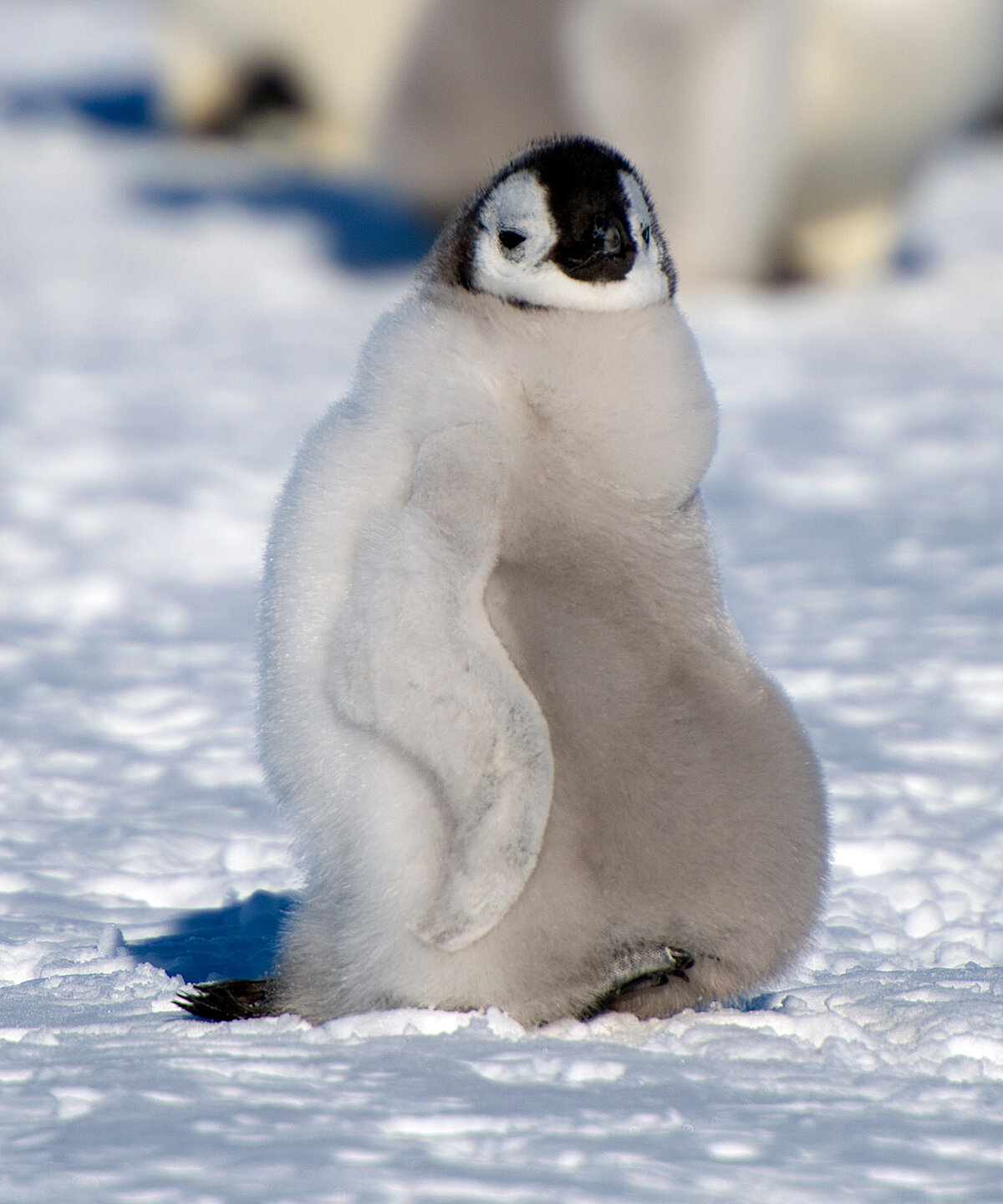 Emperor penguin chick with full belly after feeding