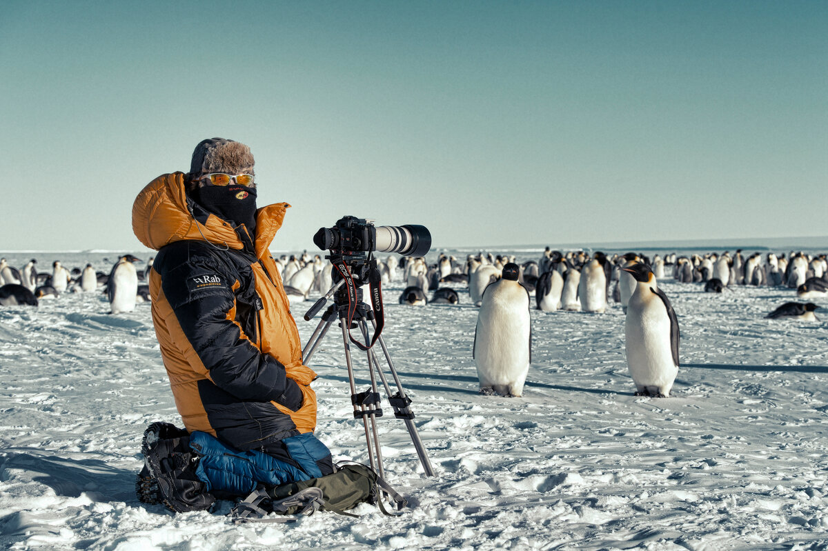 Photographer kneels on the snow near colony