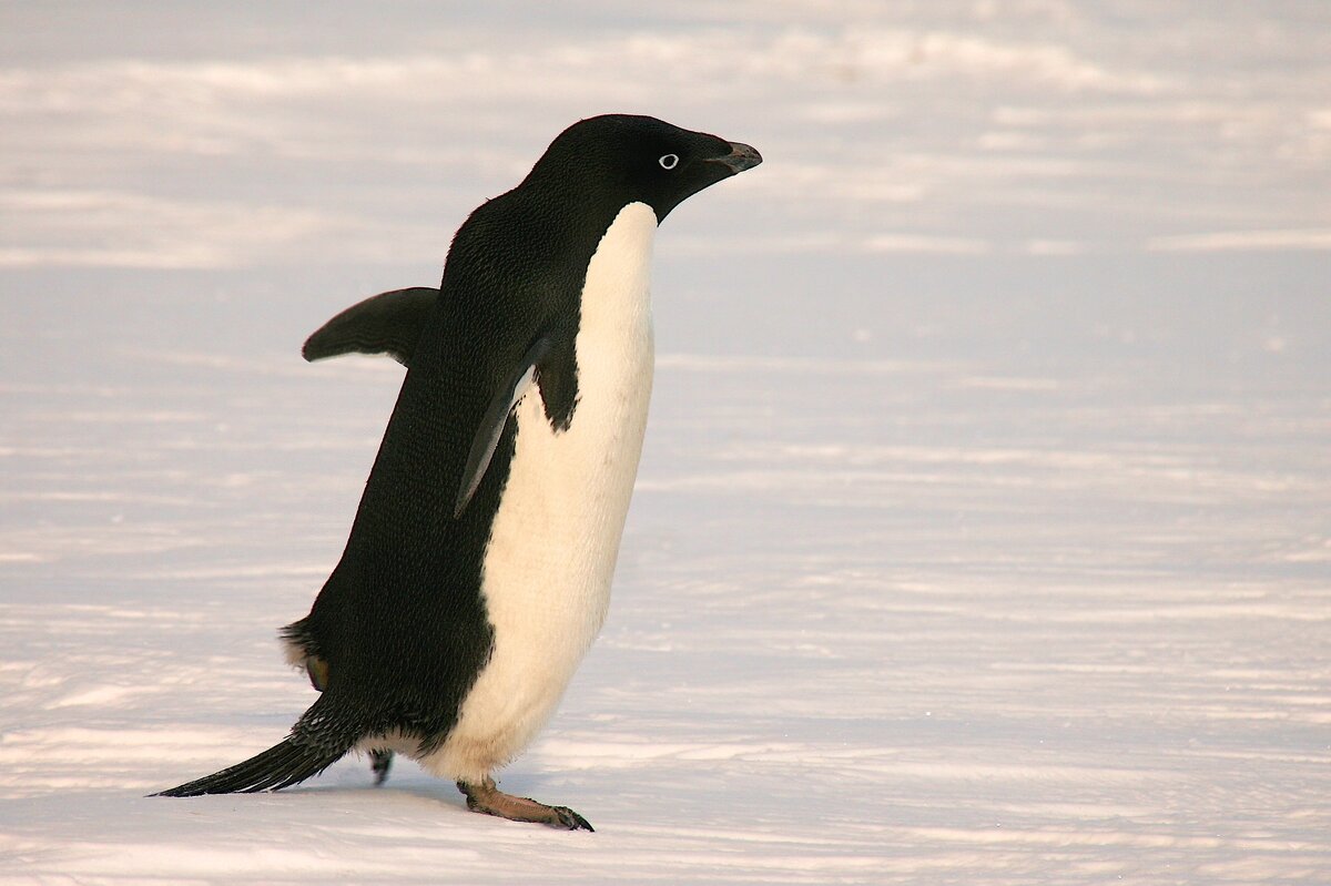 Adelie penguins are among the most southerly distributed seabirds