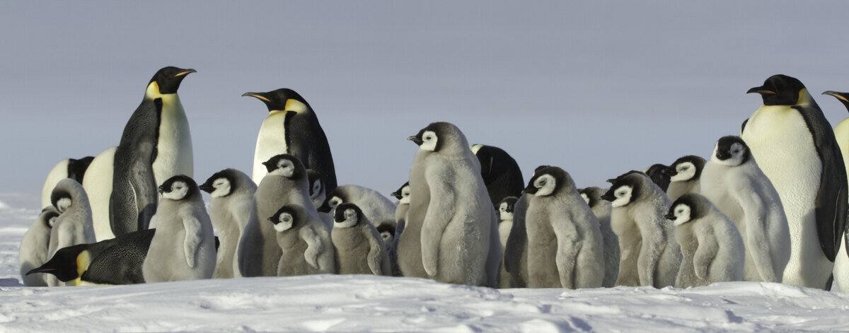 Adult emperor penguins surround a large group of chicks