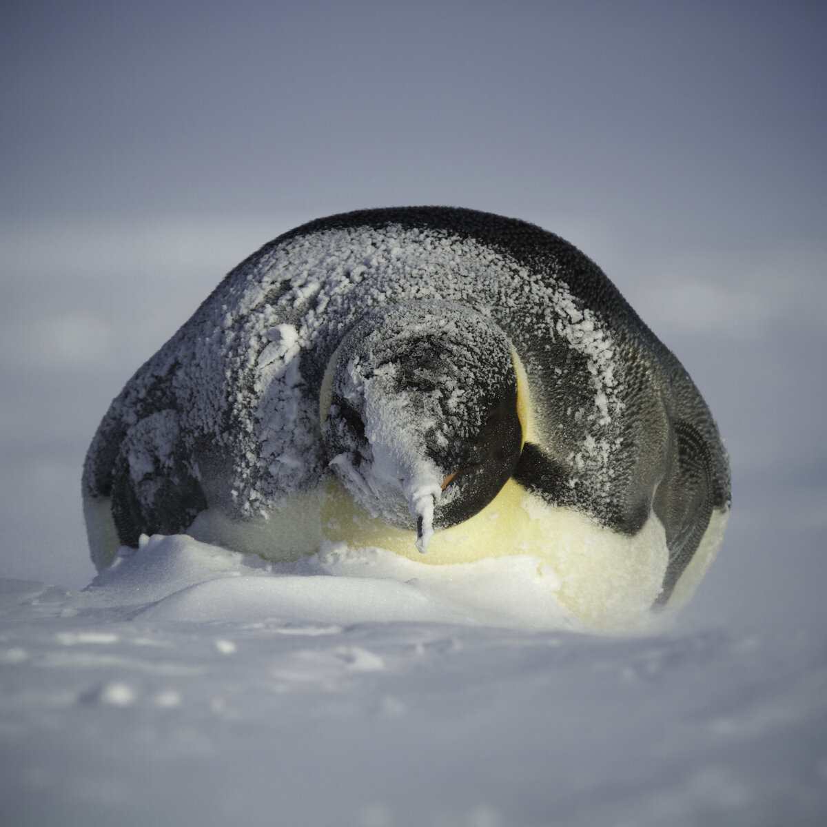 Adult emperor penguin gets covered with snow, during a storm
